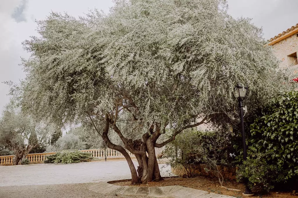 Hochzeitsfotograf Stuttgart Mallorca Hotel Casal Santa Eulalia Heike Franz 1
